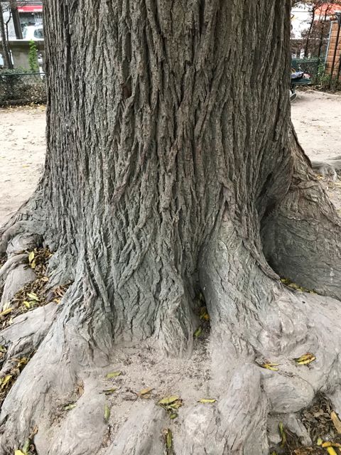 Tree - 1