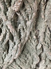 Tree - 3
